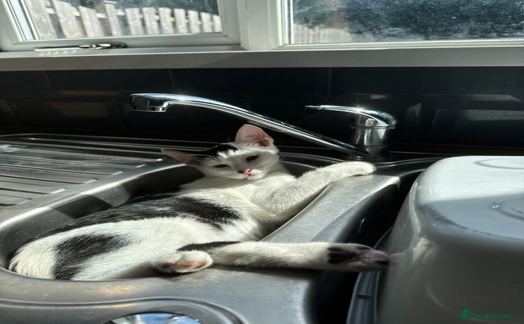 Domestic Shorthair cats - Advert 16