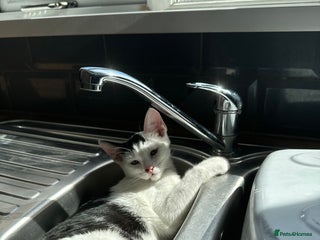 Domestic Shorthair cats Milo - rehoming - Advert 8