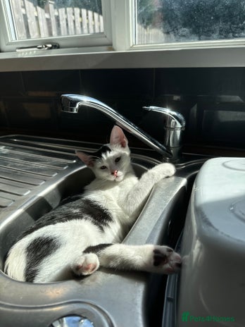 Domestic Shorthair cats - Advert 16