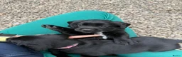 Cockerdor dogs for sale: Beautiful Cockador Puppies in Heriot - Advert 6