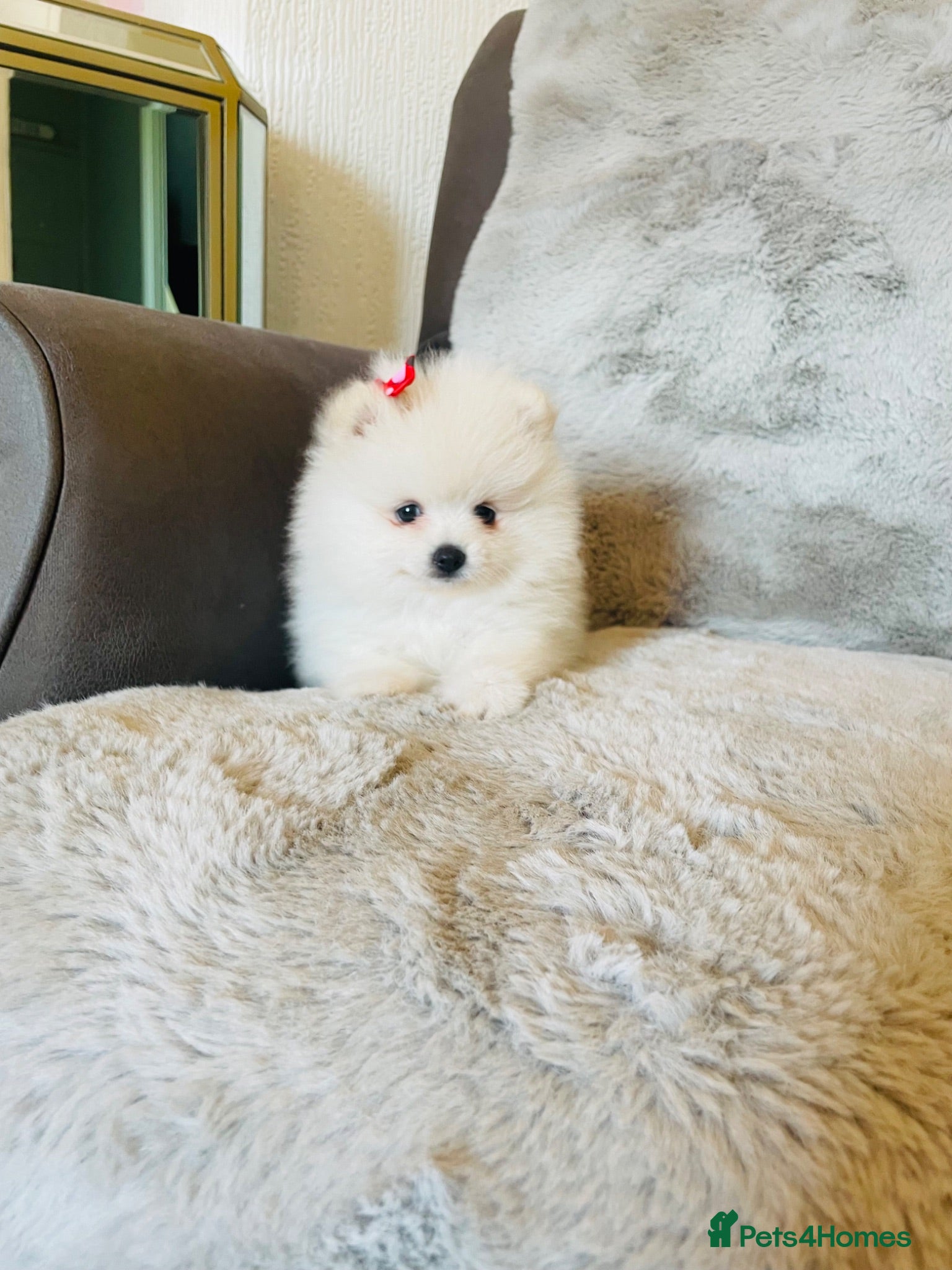 Pomeranian dogs Stunning Kc Teddy Bear Pomeranian pups - Advert 6