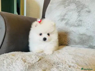 Pomeranian dogs ✨Ready now! Kc Teddy Bear Poms✨ - Advert 6