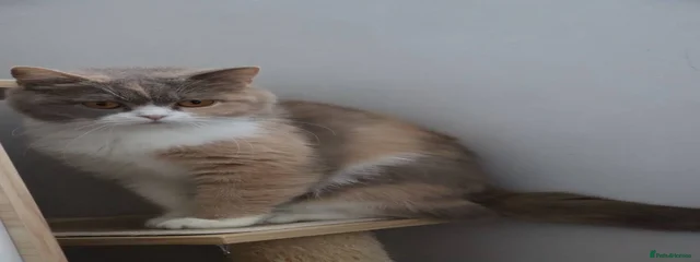 Dollyface Cuddles