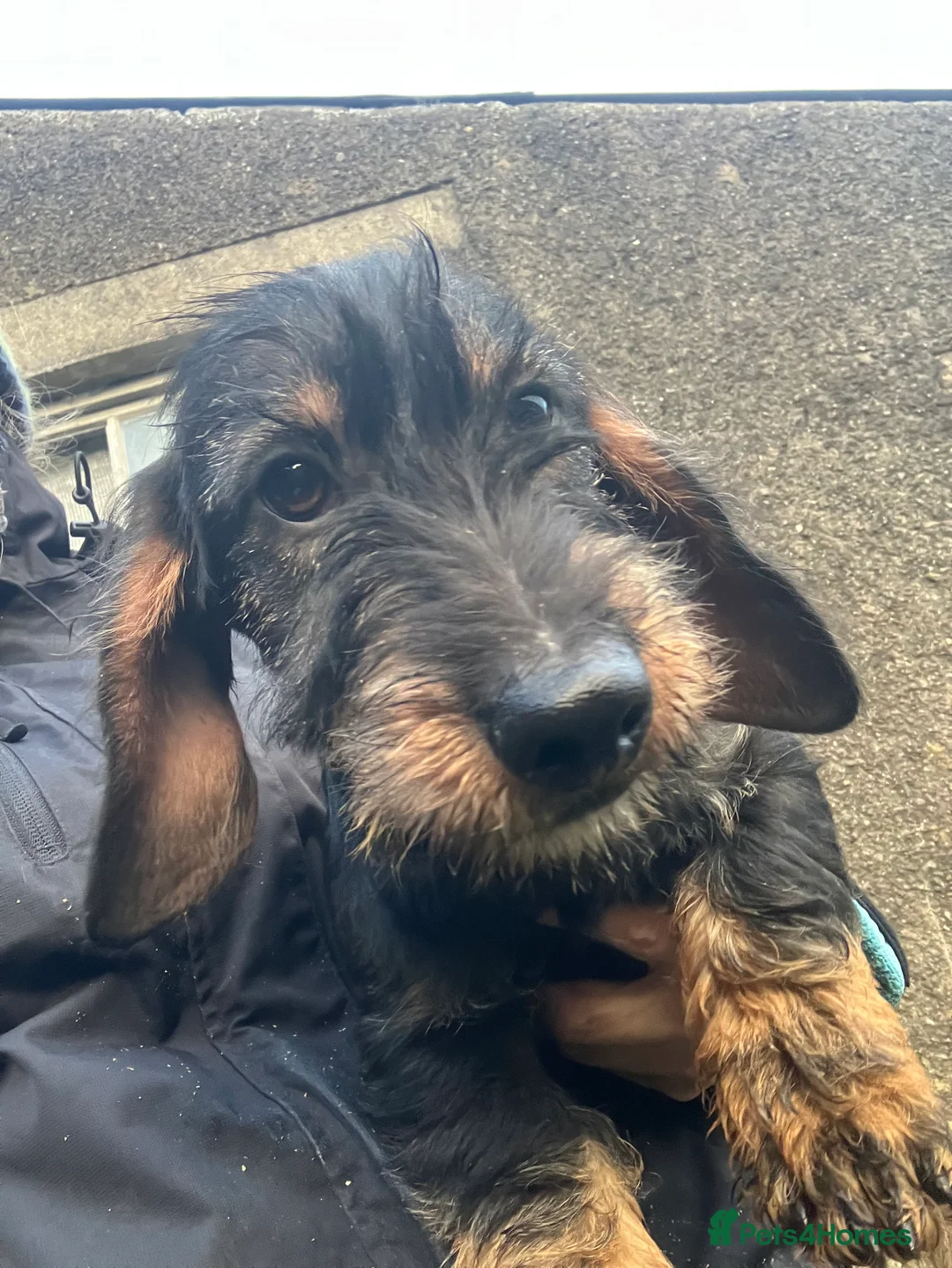 Dachshund dogs for sale: Wirehaired Dachshund Teckel KC registered puppies  - Advert 2