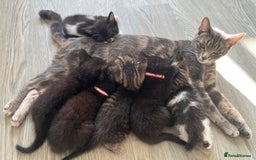 Mixed Breed cats for sale: Mixed breed adorable kittens in Waltham Cross - Image 35