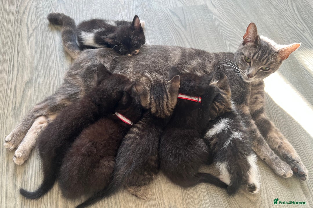 Mixed Breed cats for sale: Mixed breed adorable kittens in Waltham Cross - Image 35