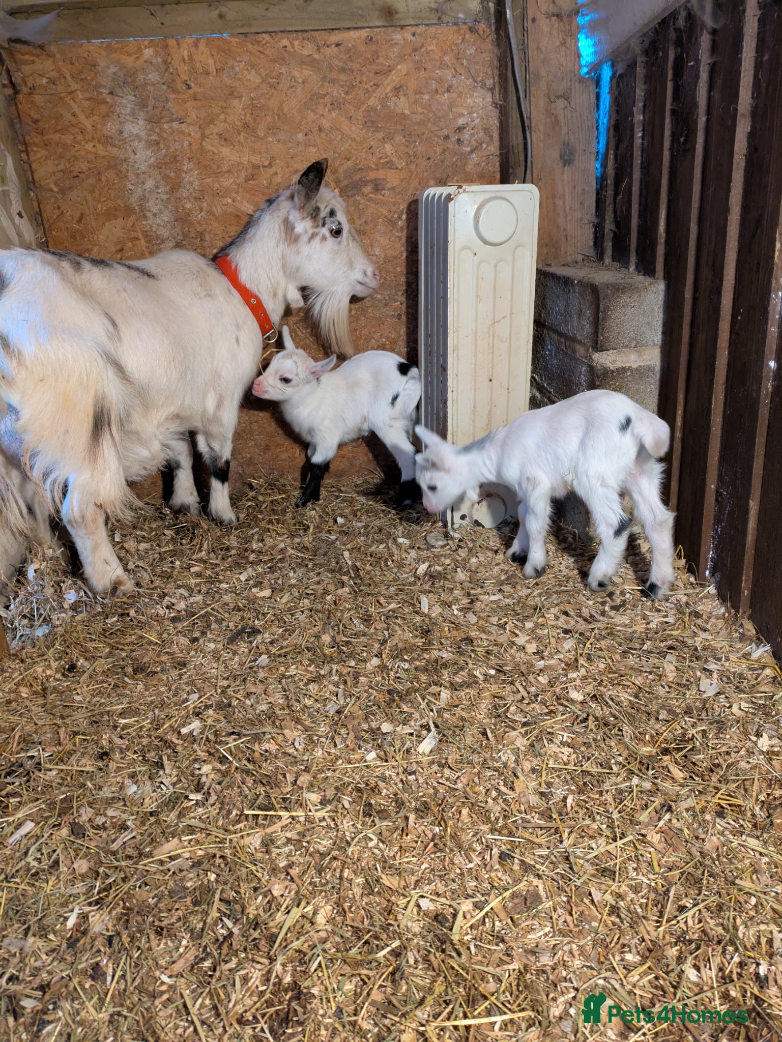 Goats livestock Beautiful pygmy nanny with two nanny kids   - Advert 1