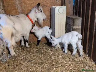 Goats livestock Beautiful pygmy nanny with two nanny kids - Advert 1