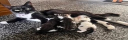 Mixed Breed cats for sale: Beautiful kittens ready to leave soon  - Advert 1