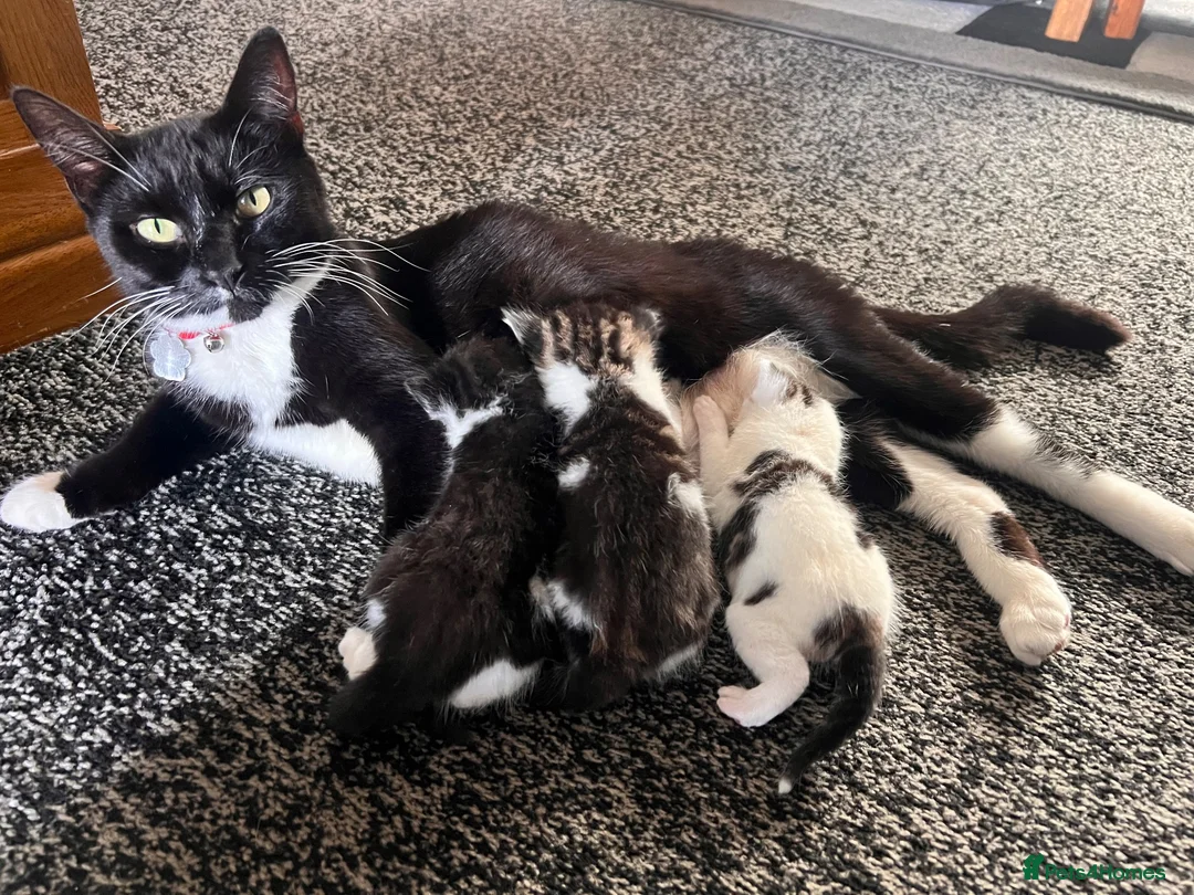 Mixed Breed cats for sale: Beautiful kittens ready to leave soon  - Advert 1