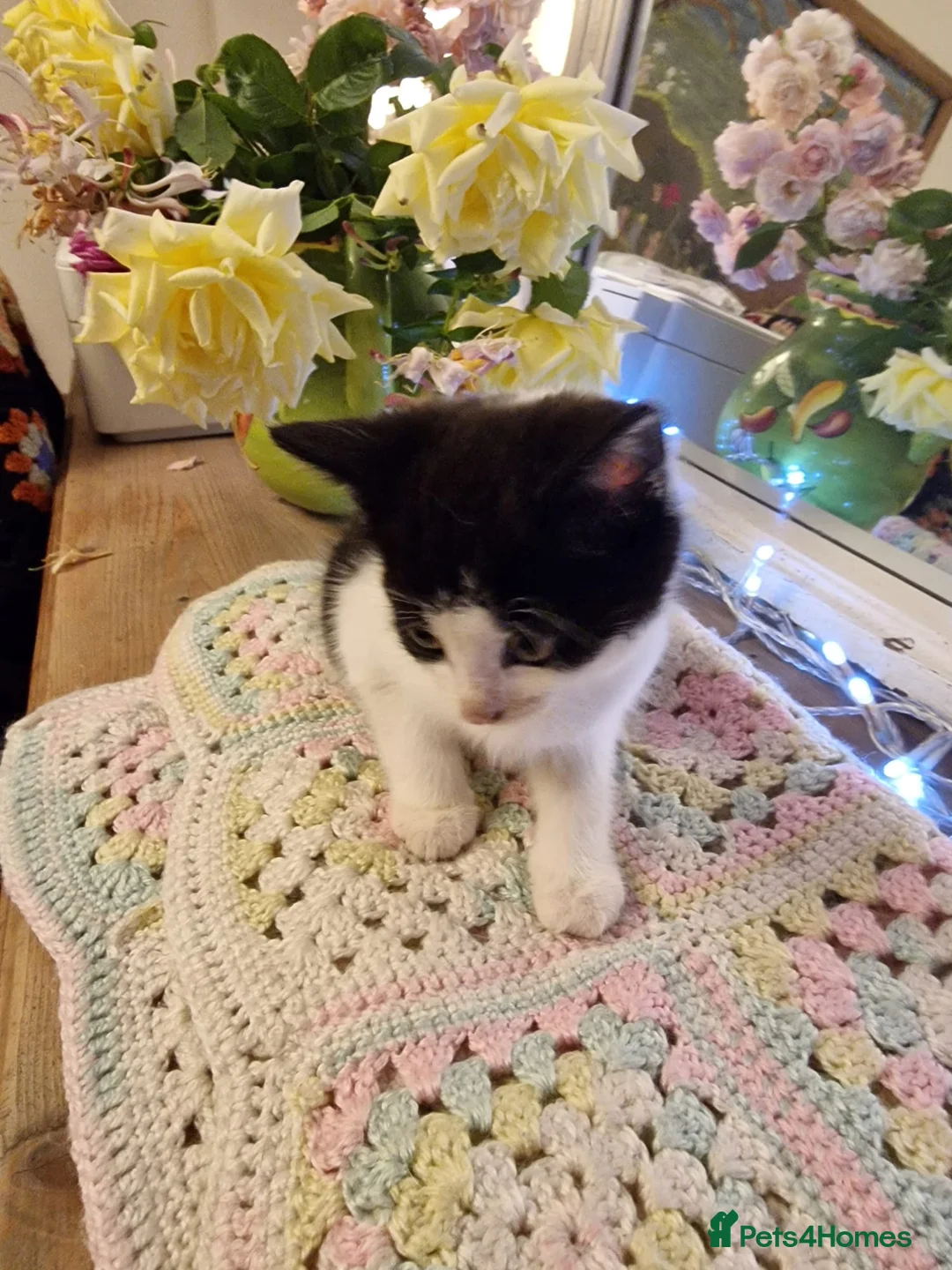 Mixed Breed cats for sale: Beautiful kittens for sale - Advert 2