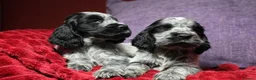 Cocker Spaniel dogs for sale: Health tested parents, Stunning little cherubs - Advert 18
