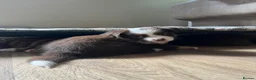 Miniature American Shepherd dogs for sale: Red Tri Miniature American Shepherd Puppies  - Advert 24