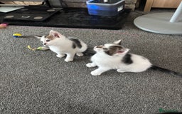 Mixed Breed cats for sale: TWO LEFT! Beautiful kittens ready for 5/10/25 - Image 2