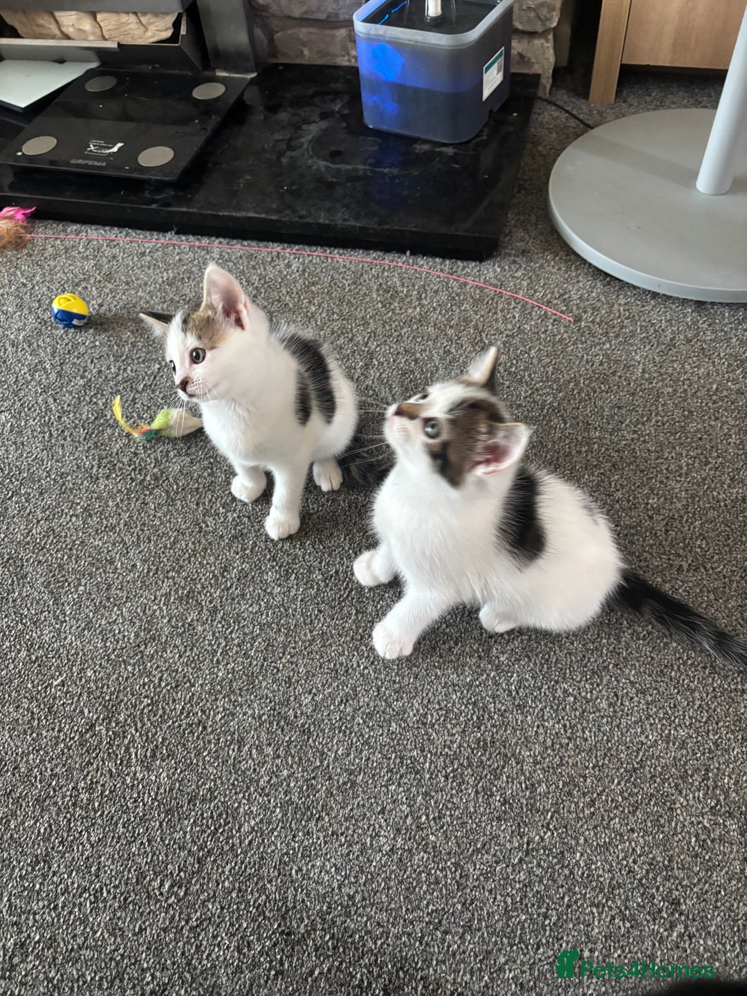 Mixed Breed cats for sale: TWO LEFT! Beautiful kittens ready for 5/10/25 - Image 2