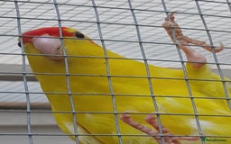 Parrots birds for sale: Kakariki - Image 5
