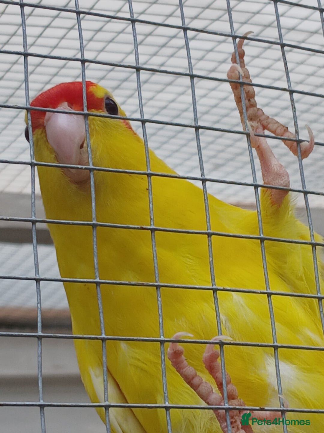 Parrots birds for sale: Kakariki - Image 5