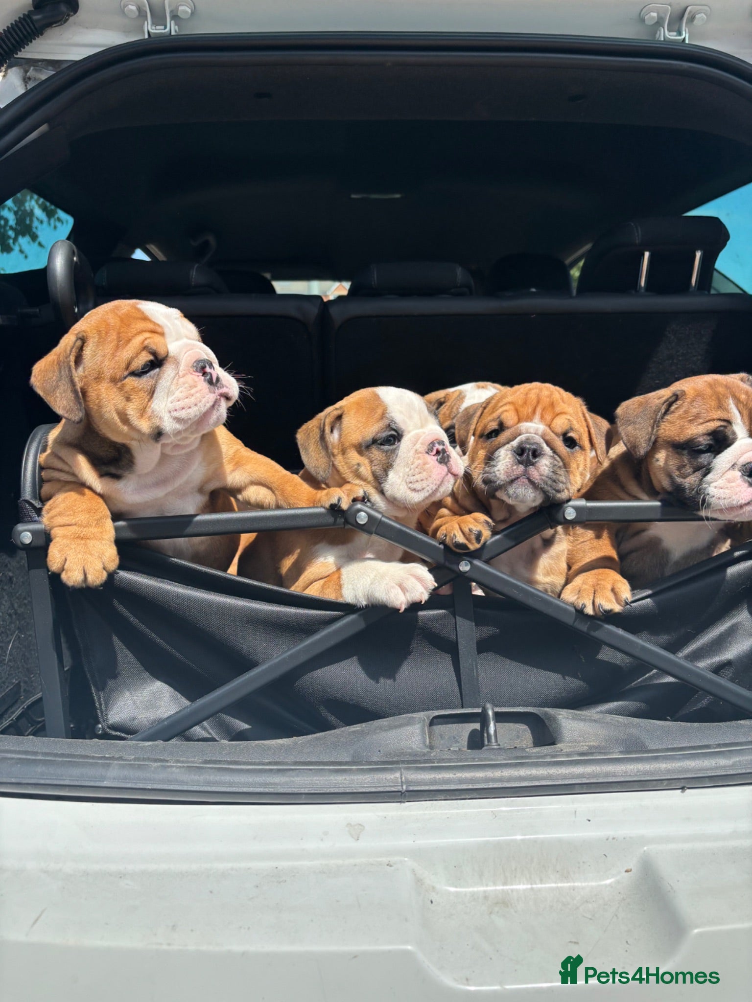 English Bulldog dogs STUNNING girls available healthy Traditional KCREG - Advert 9