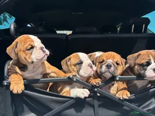 English Bulldog dogs STUNNING girls available healthy Traditional KCREG - Advert 9