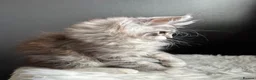 Maine Coon cats for sale: Outstanding Russian line kittens  - Advert 16