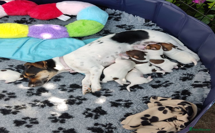 Jack Russell dogs - Advert 1