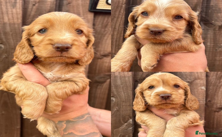 Cocker Spaniel dogs - Advert 7