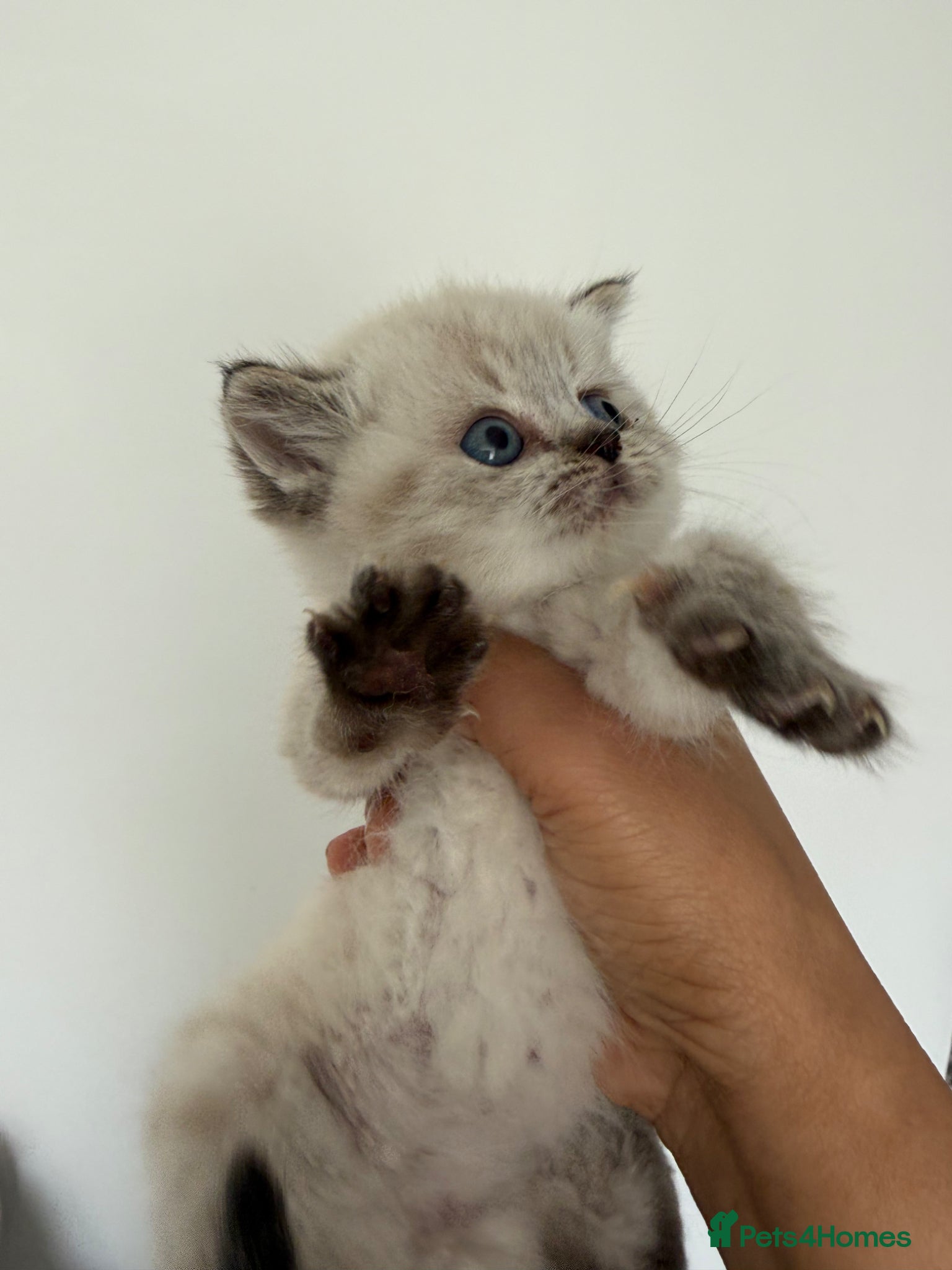 British Shorthair cats for sale: British Shorthair kittens - Advert 5