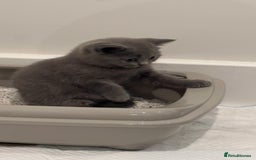 British Shorthair cats for sale: Blue British Shorthair Male - Image 3