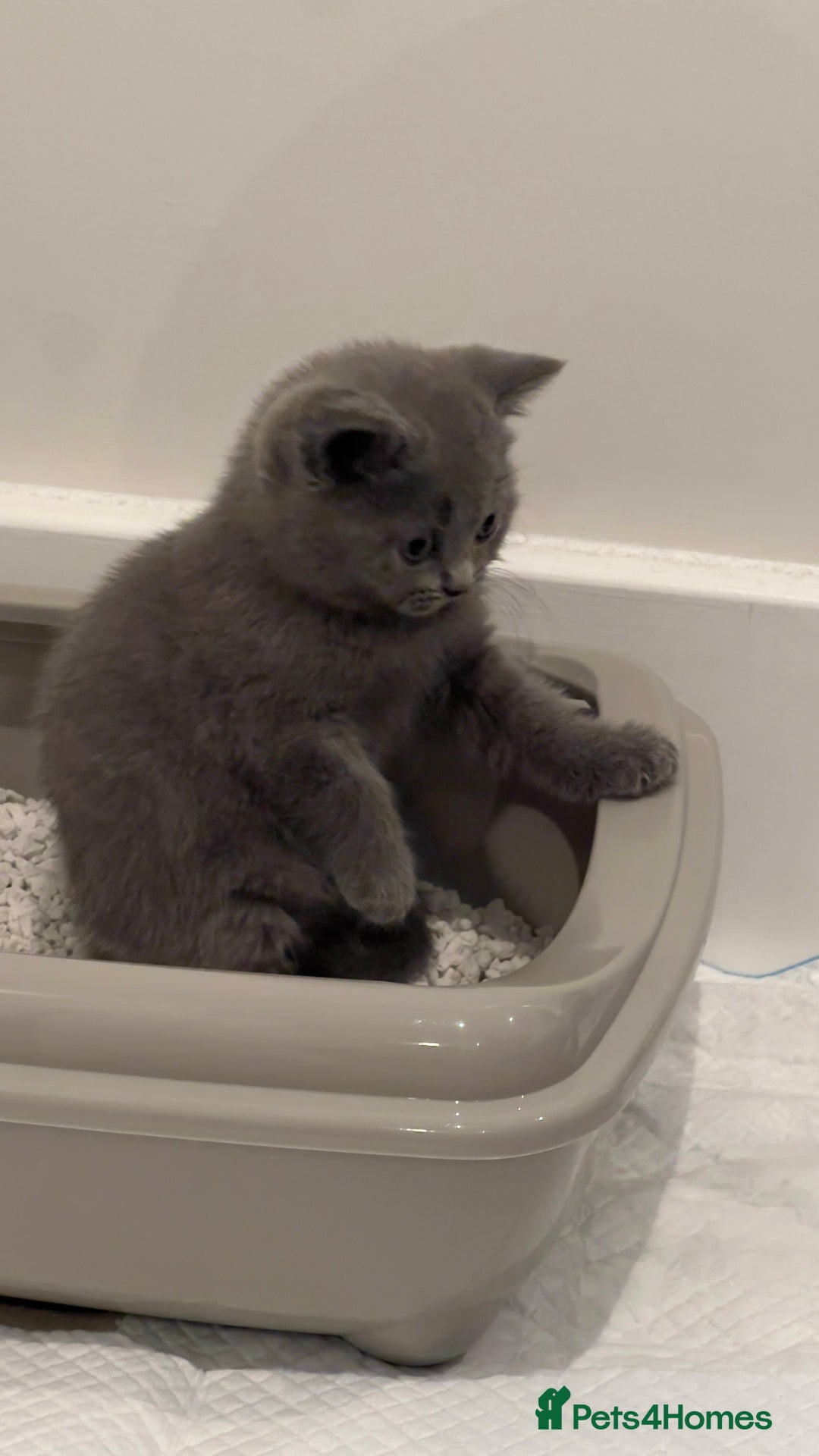 British Shorthair cats for sale: Blue British Shorthair Male - Image 3
