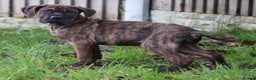 Presa Canario dogs for sale: Presa Canario Puppies (Recognised Breeder) - Advert 16