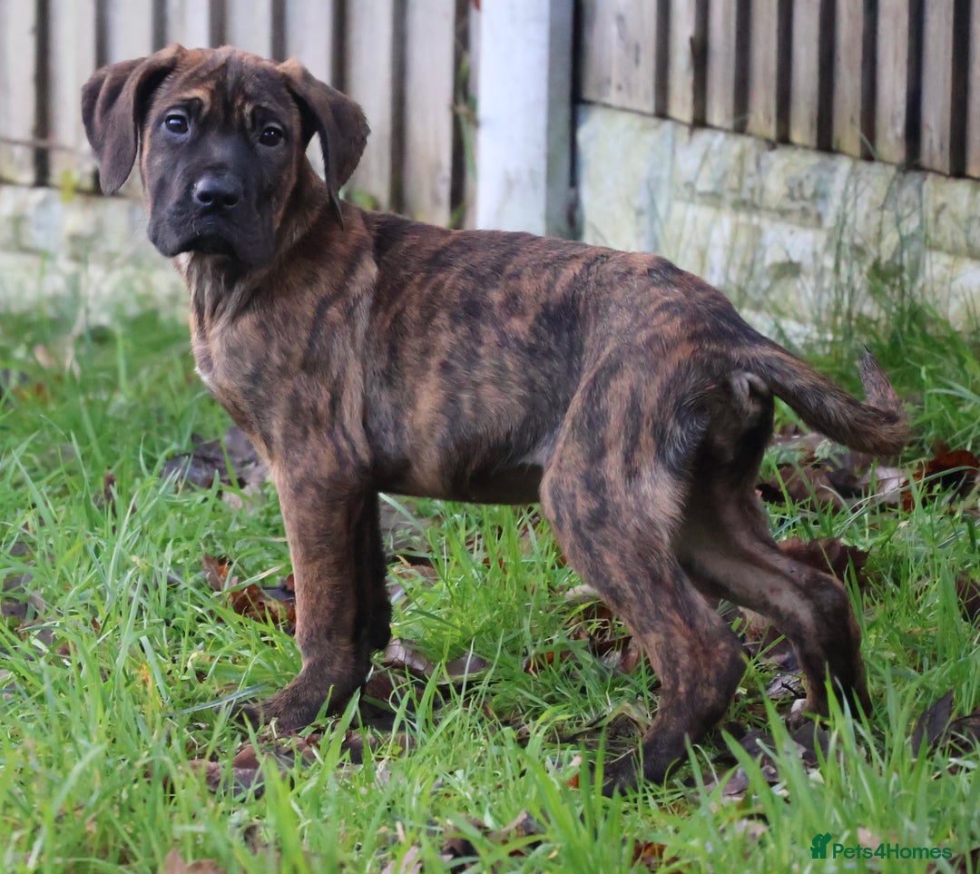 Presa Canario dogs for sale: Presa Canario Puppies (Recognised Breeder) - Advert 16