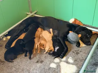 Labrador Retriever dogs Labrador puppies - Advert 16