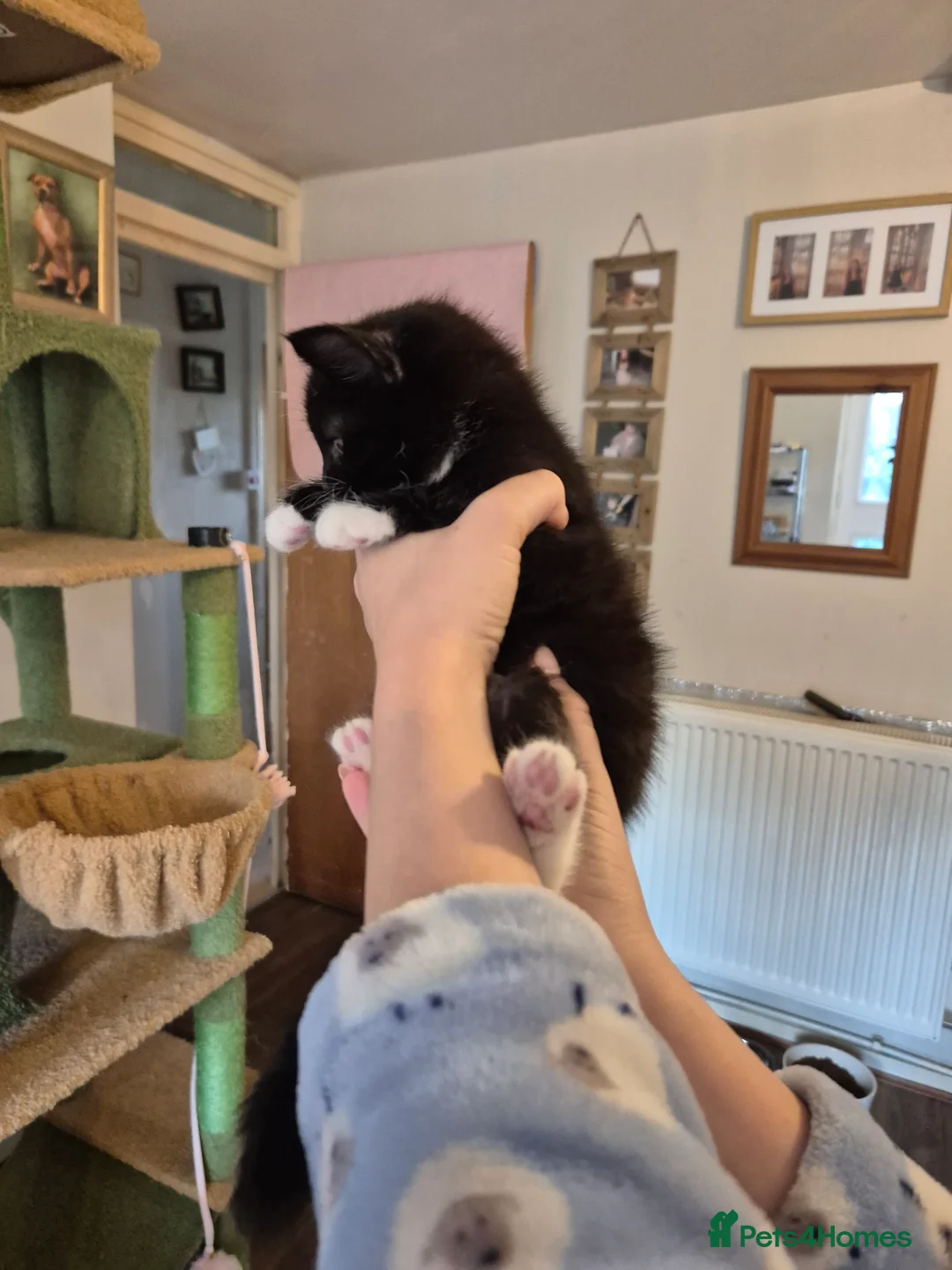Mixed Breed cats for sale: 7 lovely kittens - Advert 8