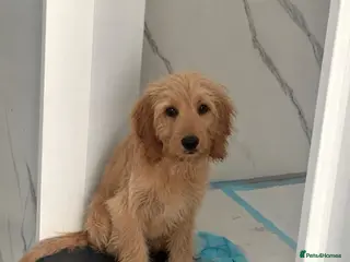 Cockapoo dogs Cockapoo - Advert 1