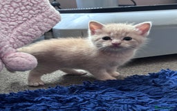 Turkish Angora cats for sale: Pedigree Turkish angora x bengal  - Image 1