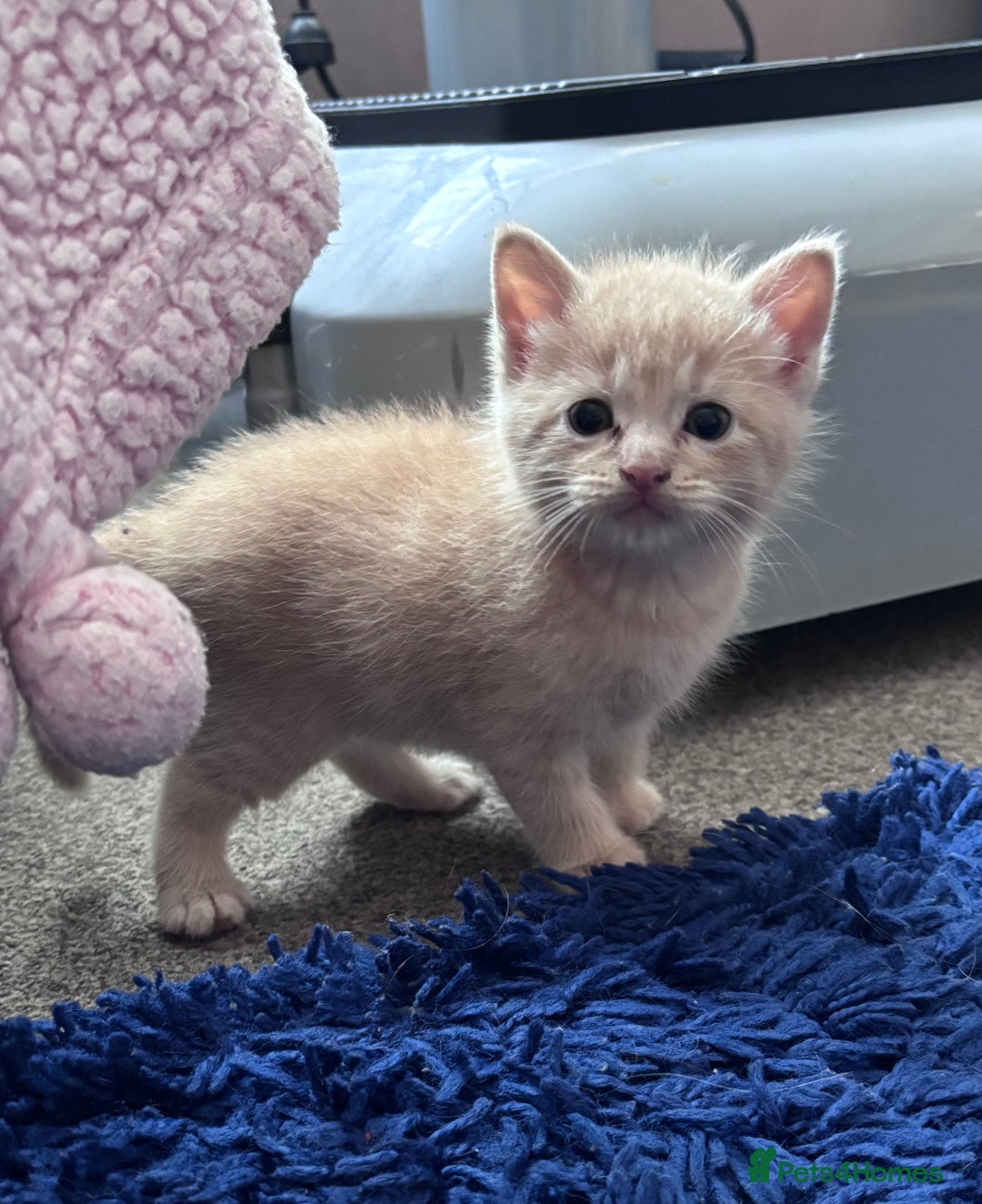 Turkish Angora cats for sale: Pedigree Turkish angora x bengal  - Image 1