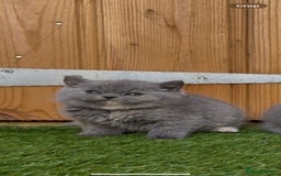 British Shorthair cats for sale: *READY NOW*Stunning bsh for sale (1 BOY 💙) - Image 3