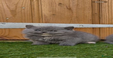 British Shorthair cats - Advert 14