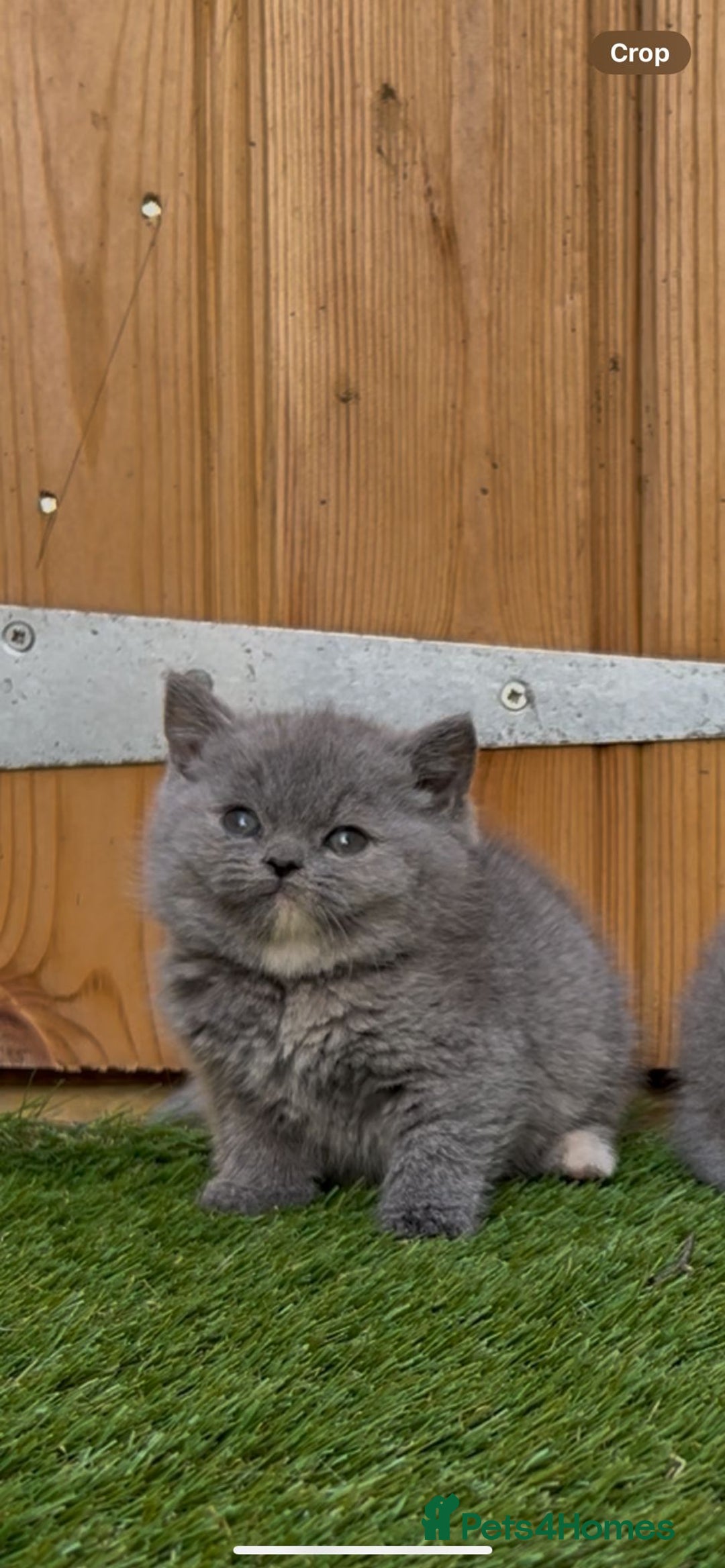 British Shorthair cats for sale: *READY NOW*Stunning bsh for sale (1 BOY 💙) - Image 3