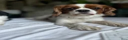 Cavalier King Charles Spaniel dogs for sale: Coco cavalier King Charles  - Advert 2