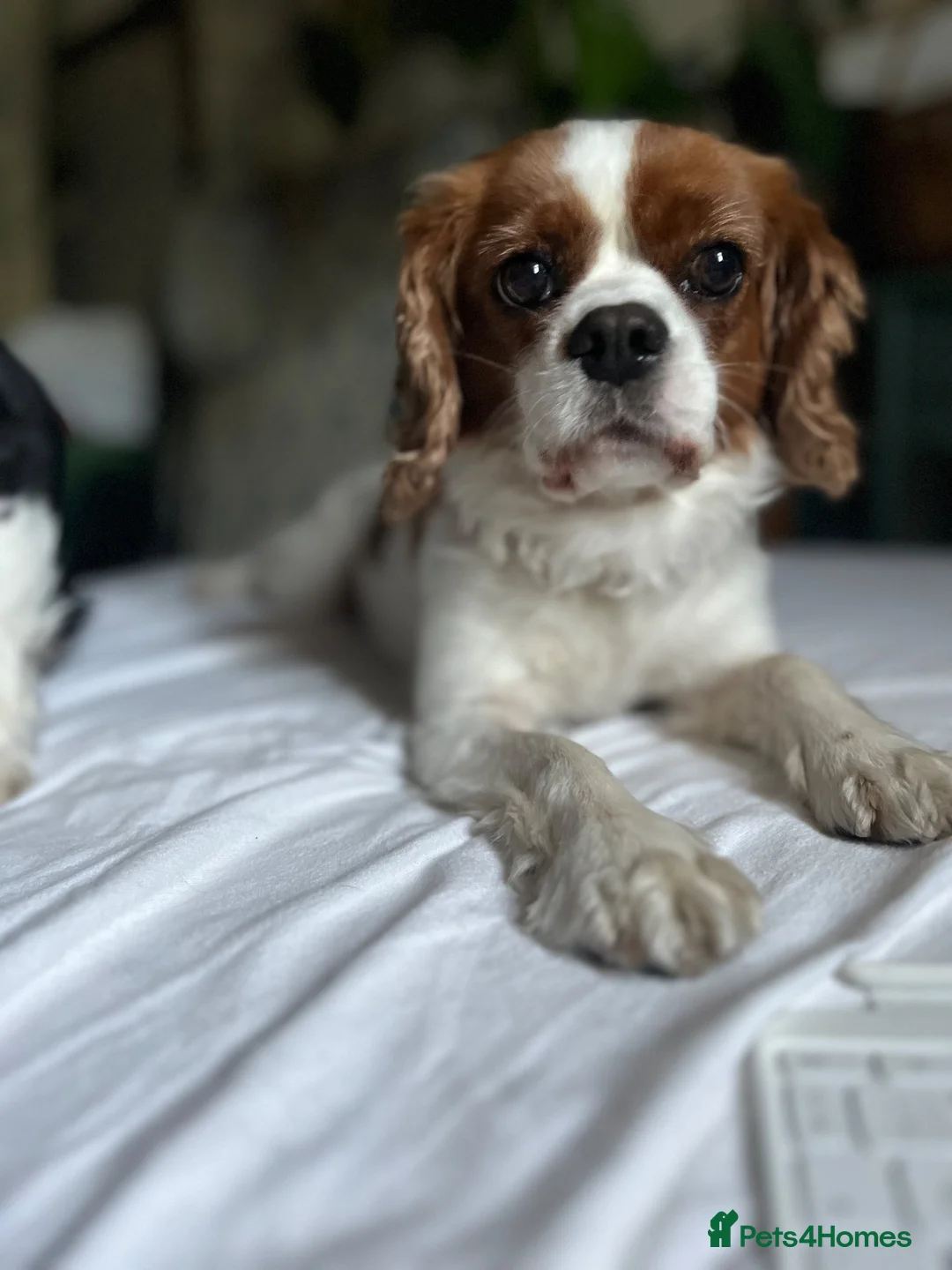 Cavalier King Charles Spaniel dogs for sale: Coco cavalier King Charles  - Advert 2