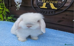 Mini Lop rabbits for sale: Stunning Blue eyed White Mini lop Buck - Image 2