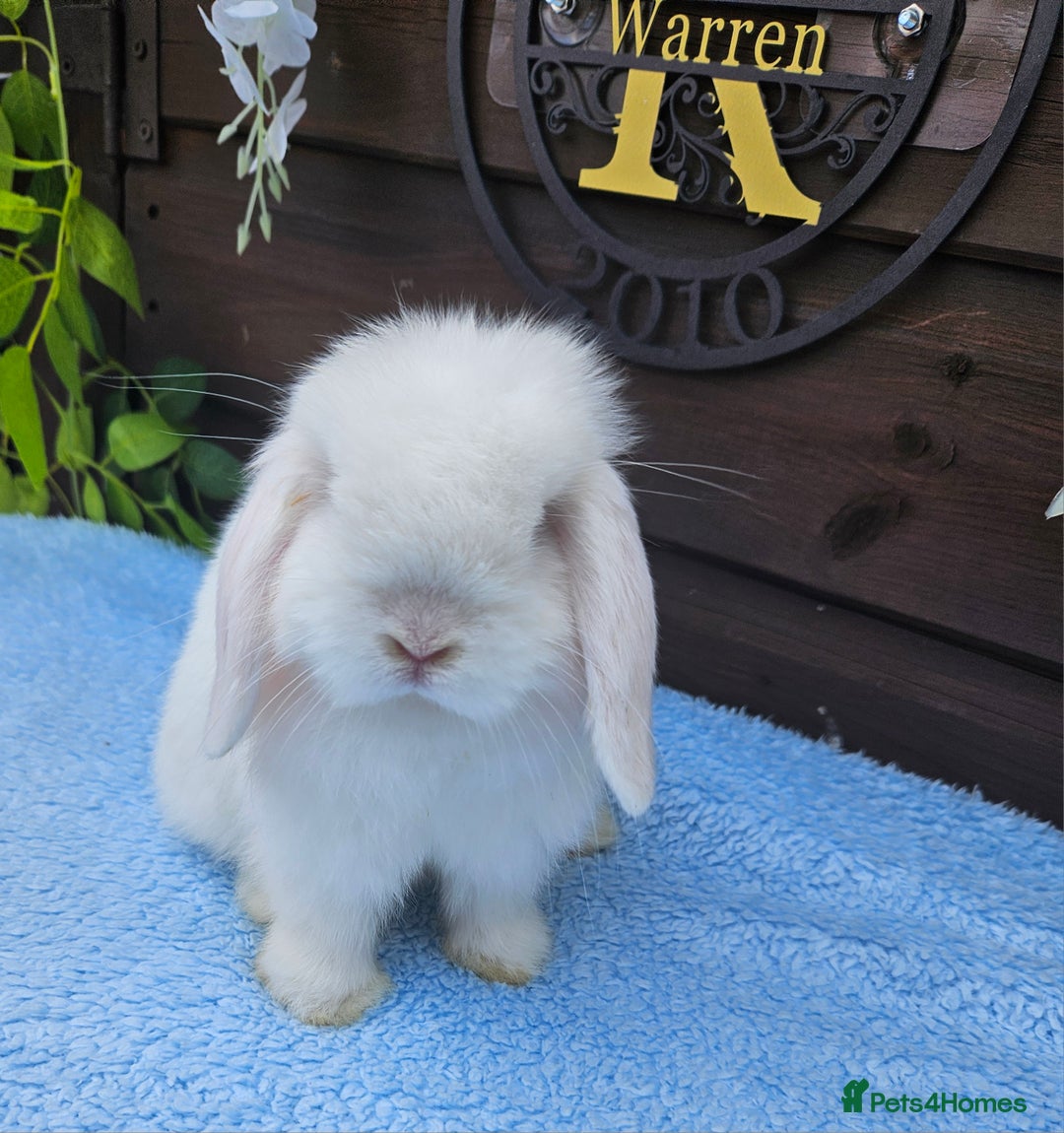 Mini Lop rabbits for sale: Stunning Blue eyed White Mini lop Buck - Image 2