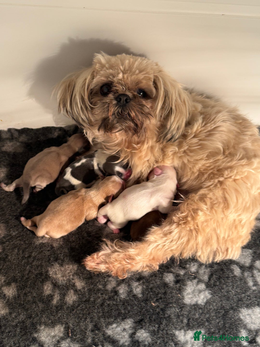 Shih Tzu dogs for sale: Imperial Shih-Tzu Puppies - Advert 11