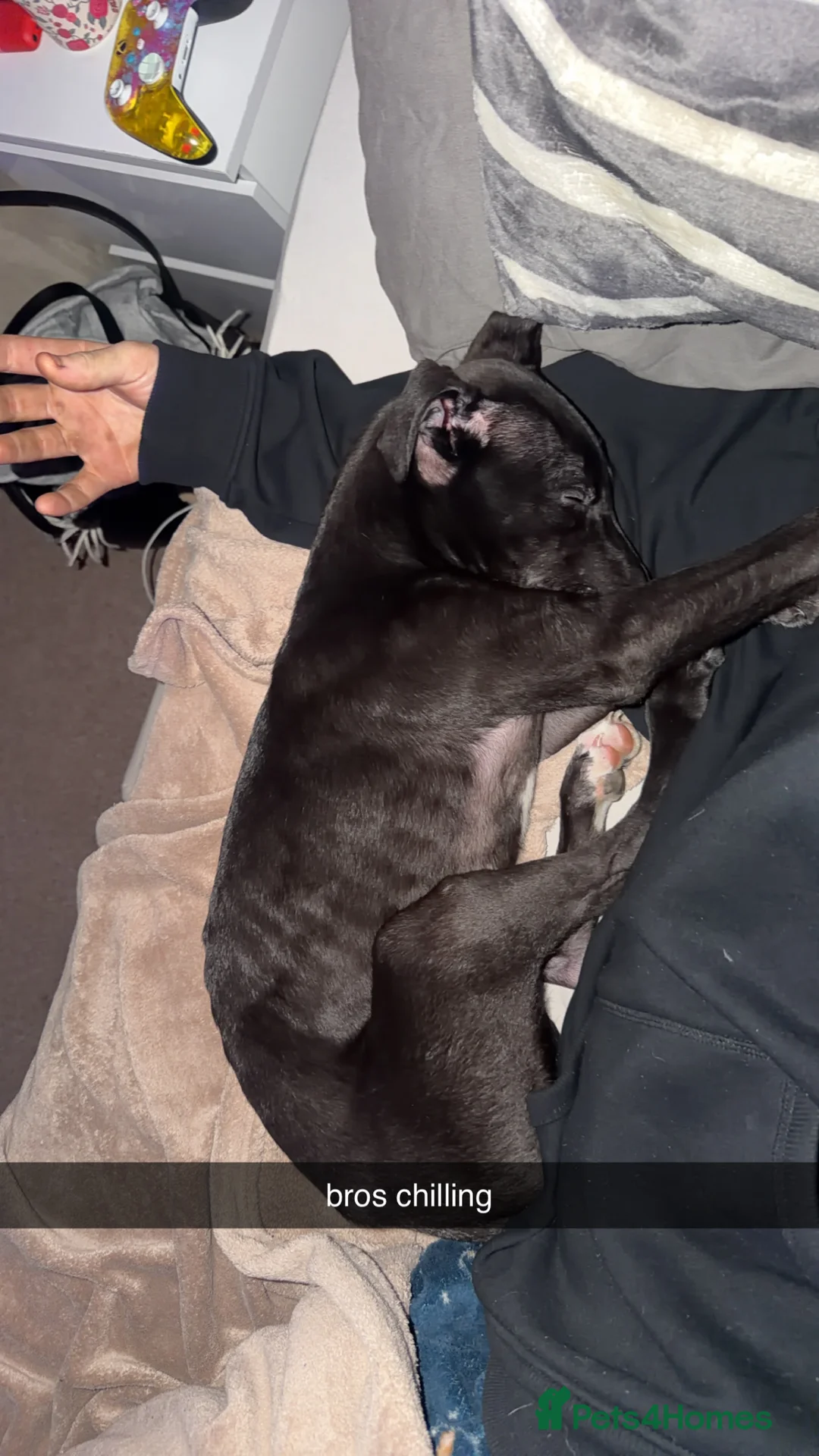 Lurcher dogs for sale: Lurcher Puppy - Advert 5