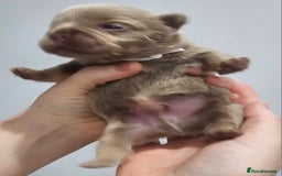 French Bulldog dogs for sale: French Bulldog Visual fluffies - Advert 22