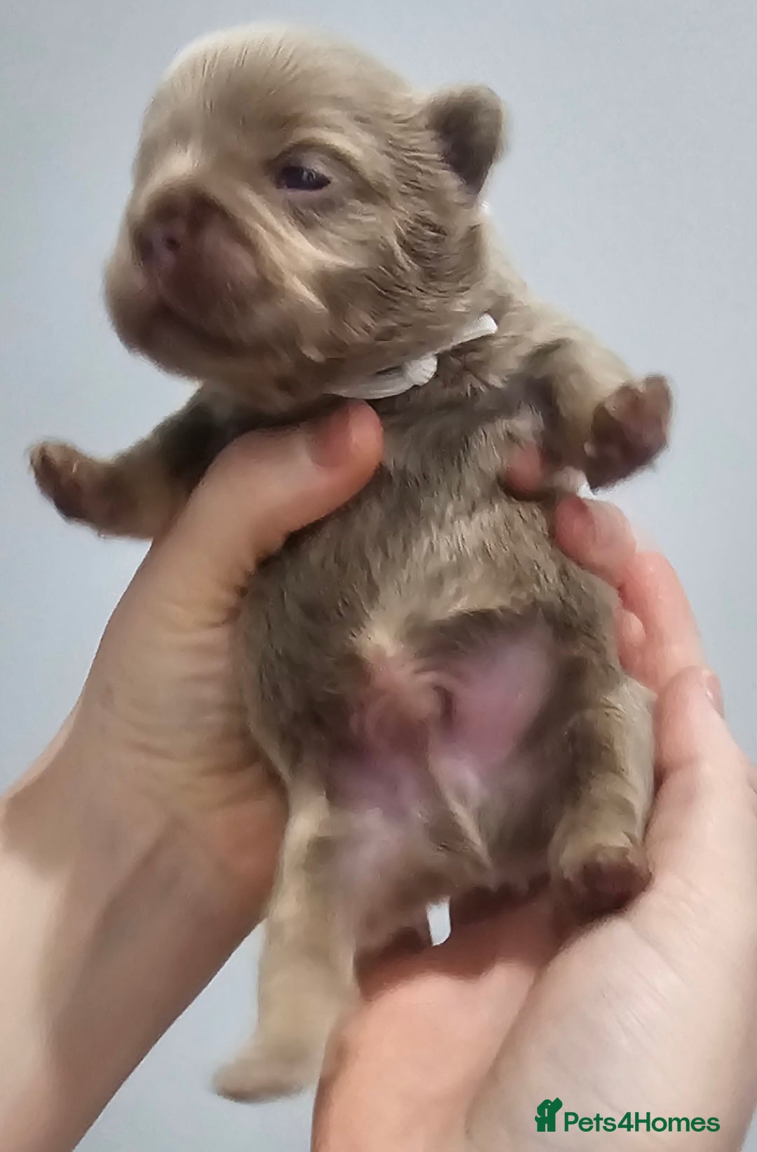 French Bulldog dogs for sale: French Bulldog Visual fluffies - Advert 22