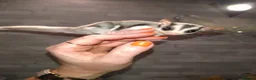Sugar Glider rodents for sale: Stunning sugar gliders  - Advert 13