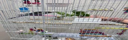 Budgerigars birds for sale: X2 budgies for sale  in Southport - Advert 2