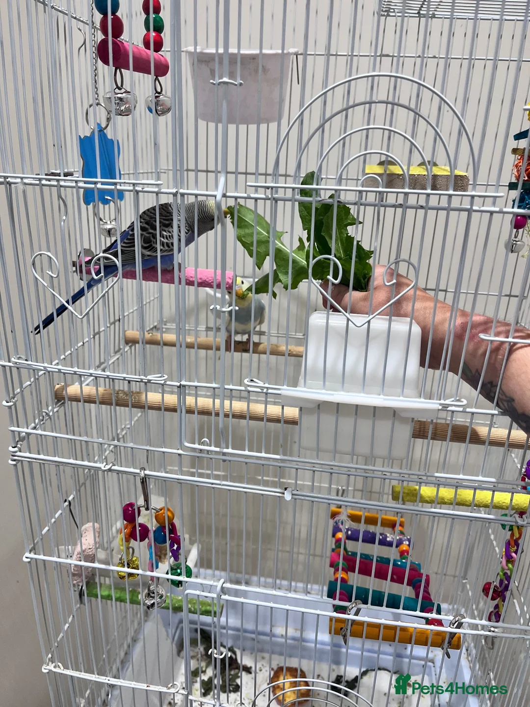 Budgerigars birds for sale: X2 budgies for sale  in Southport - Advert 2